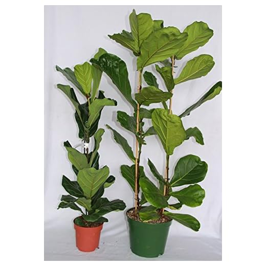 Ficus Lyrata o ficus lira (80-100 cm (1 vara)) - Planta viva de interior