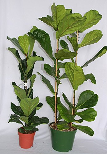 Ficus Lyrata o ficus lira (80-100 cm (1 vara)) - Planta viva de i...