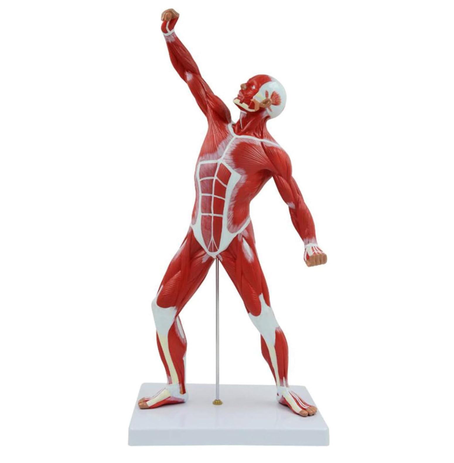YNIYUJKL Miniature Model Of The Muscle System Muscle Model 20 ?Model Movement Of The Anatomy Model See Superficial Muscular Anatomy And The Body Structure