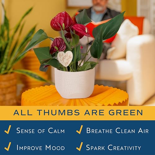Image of Costa Farms Anthurium, Live Indoor Plant, Easy Care, Home Decor | Waxy long-lasting blooms in bright indirect light. Enjoy flowers indoors. Great indoor houseplant. About 10-14 in tall.