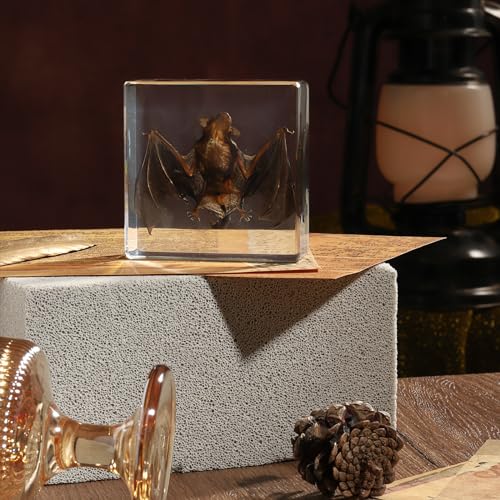 Pokiphip TAXIDERMY BAT Real Bat Specimens Animal Specimen In Resin For Science Classroom Science Education thumb #7