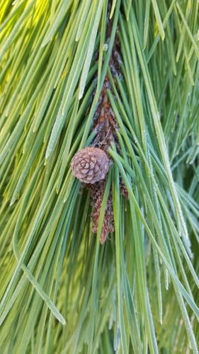 Pinus nigra 'Austriaca' / Pin noir d'Autriche/Conteneur 2 à 2.9 litres/Conifère/Origine forestière