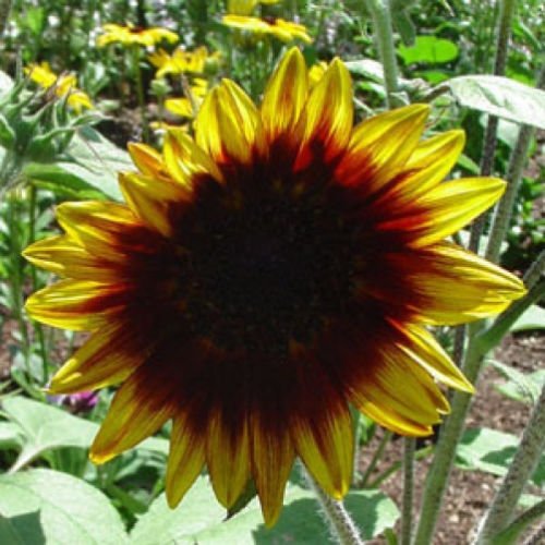 GIRASOL Anillo de Fuego 15 semillas