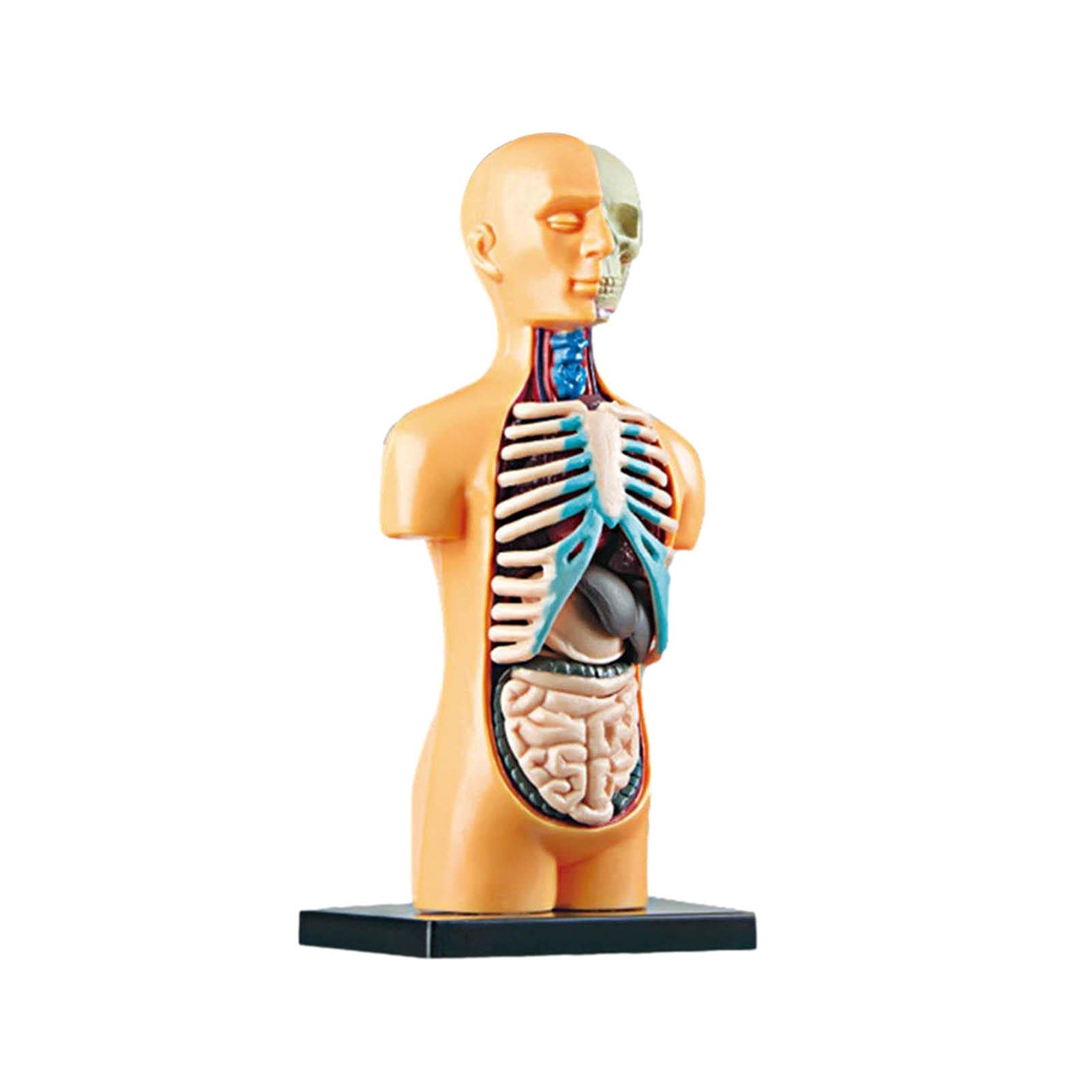 Buy Body Anatomy Model, Human Torso Body Model Anatomy Anatomical