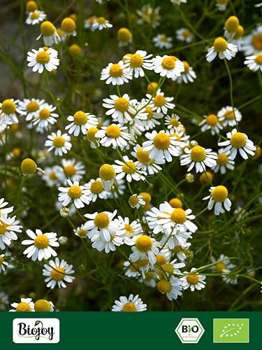 Biojoy BIO-Kamillenblüten (100 g), getrocknet und ganz, Kamillentee (Matricaria chamomilla)