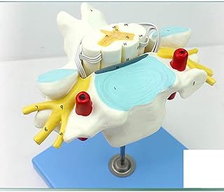 Cervical Spine Model, Human Spinal Cord and Spinal Nerve Magnified Anatomical Model,for School Study Teaching