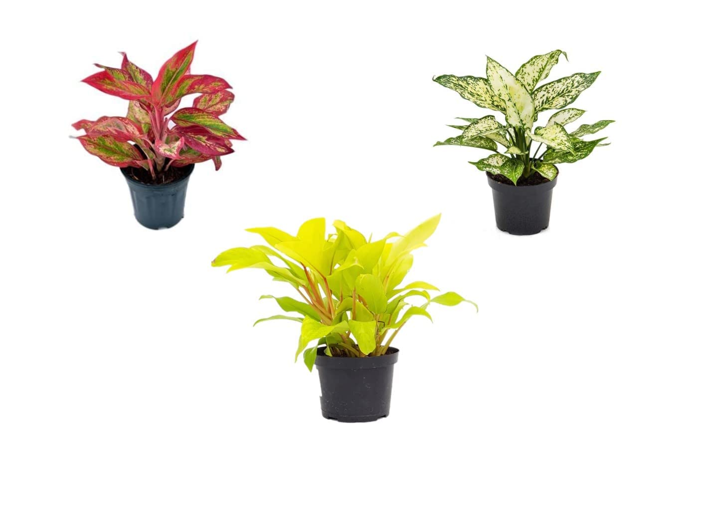 UGALOO Air Purifying Plant Combo Of Indoor House Plants In Grower Pots (Pack of 3 Healthy Live Plant) (Aglaonema Snow White,Aglaonema Lipstick,Philodendron Ceylon Gold) (B0BV7FY8FD) Amazon Price History, Amazon Price Tracker