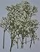 LoveDiyLife White Flower with branch real pressed dried flowers