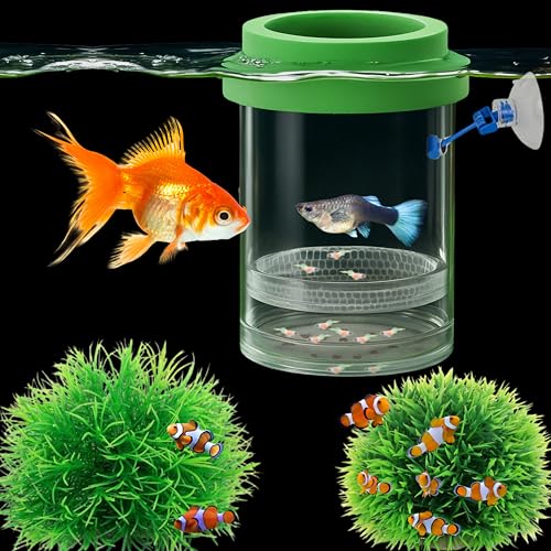 Betta Guppy Breeding Box for Fish Tank and Artificial Plants, Floating Guppy Breeding Box with Suction Cups, Acrylic Breeder Isolation Incubator for Aquarium Tank, Hatchery Breeder Chamber (Green, M)