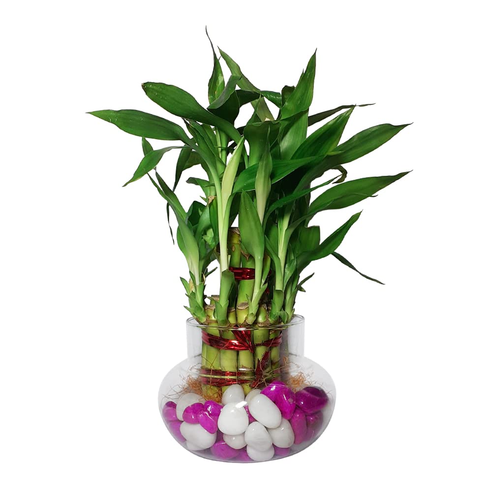 Green Fills Two Layer Bamboo Plant in Handi Vase with Pink & White Stones (Pink) (B0BFXD5KJQ) Amazon Price History, Amazon Price Tracker
