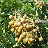 Longan Tree Live Plant, Backyard Orchard Tree, 6-8 Inch Tall, 4 Inch Pot