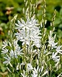 100 graines de fleurs de camassia