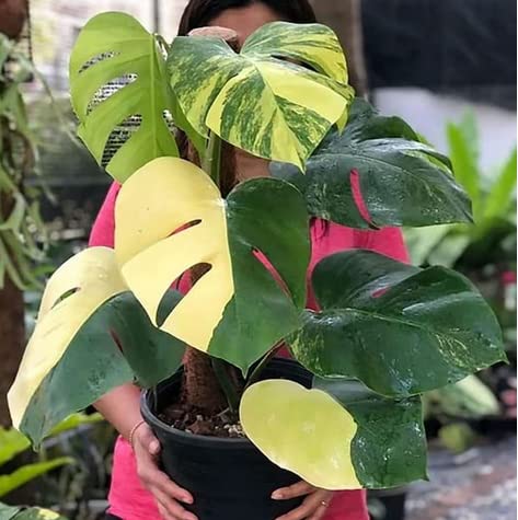 Monstera Deliciosa Albo Variegated Seeds,Rare Monstera Yellow Tiger Seeds (B0BXDL6MWT) Amazon Price History, Amazon Price Tracker