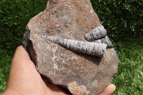 Image of Natural Orthoceras Fossil Plate from Devonian Period Fossil from Morocco A264