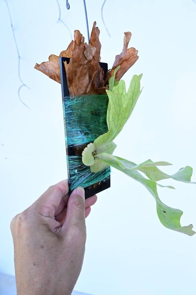 ワリチー ワイルド ビカクシダ P. wallichii wild ワリチー ワイルド ビカクシダ P. wallichii wild