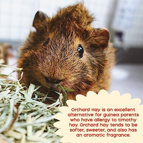 GuineaDad heno de huerto para cobayos pack 5 unidades miniatura 6