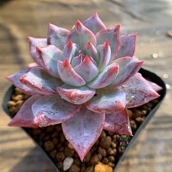 多肉植物　ブルーシャトー　抜き苗　エケベリア ブルーシャトウ | TOMOZOO