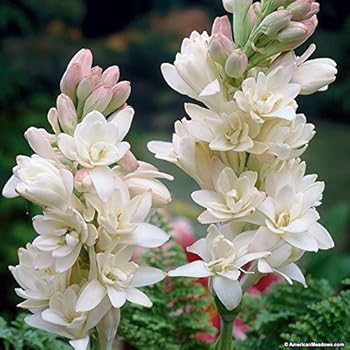 Kraft Seeds Gate Garden Rajnigandha Double Flowering Fragrant Polianthes Tuberosa Flower Bulbs/Seeds (White, 15 Bulbs and 2 Bulbs)