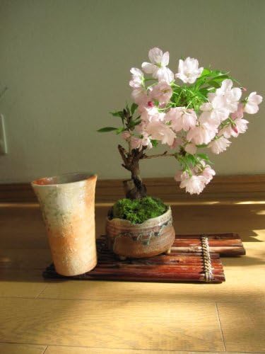 乾杯 お花見桜セット 桜盆栽 信楽コップで お花見 リビングでお花見 観葉植物 ホーム キッチン