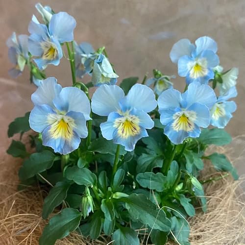 semillas de pensamiento resistentes - perennes jardín, balcón Decoración 150pcs