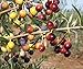 Arbequina Olive Tree - Beautiful Live Plant - 6 Inch Pot - Grow Your Own Olives Indoors - Olea Europaea