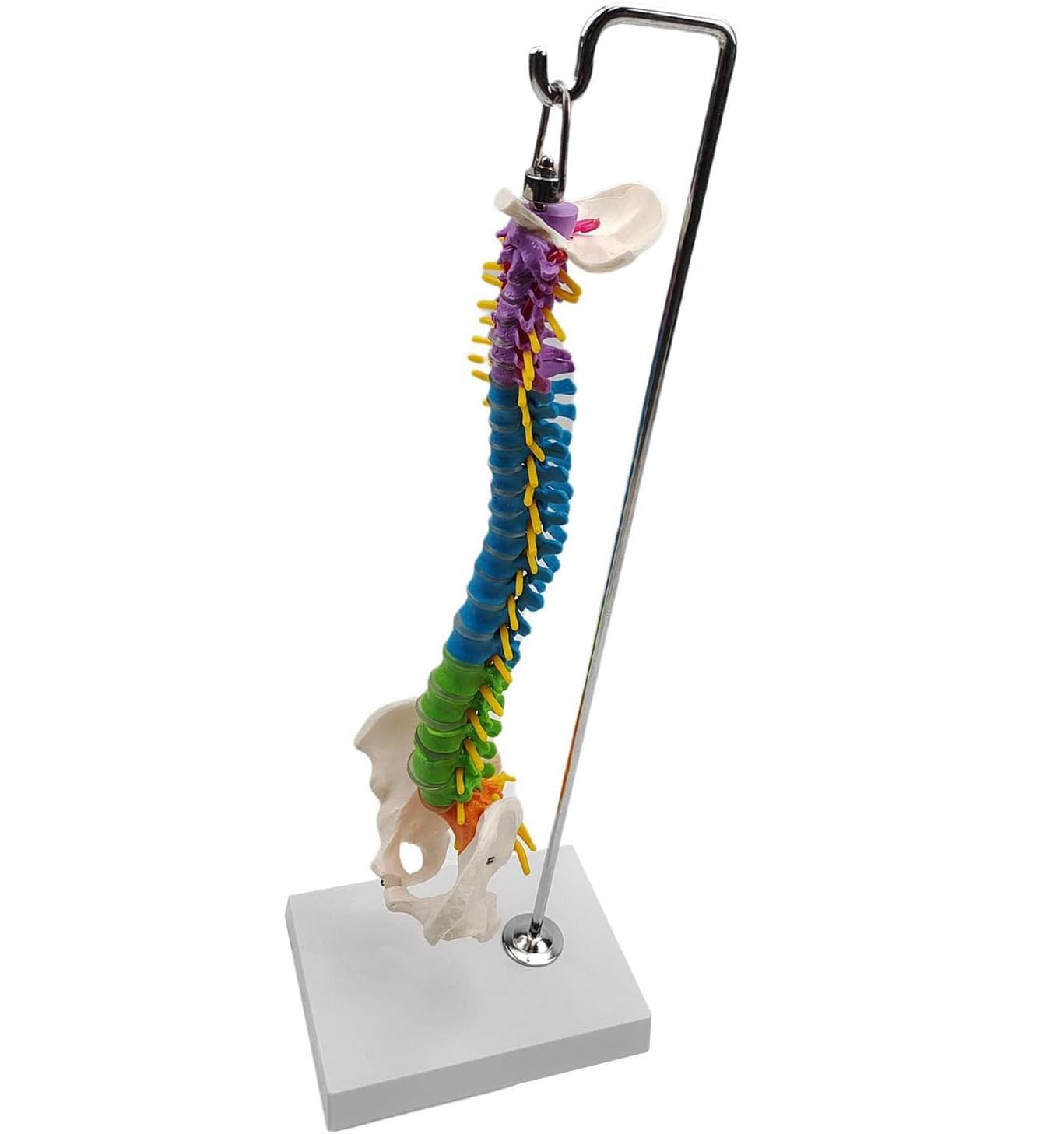 Modelo anatómico de esqueleto de columna vertebral humana con vértebras, nervios, arterias y soporte para demostración educativa y estudio