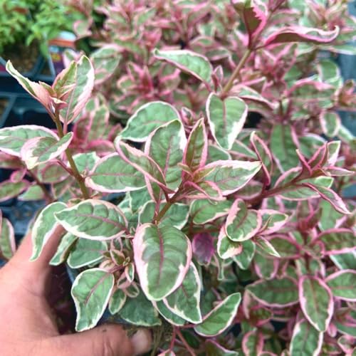 GrowOn Shrubs [x12] Small Garden Shrub Collection | Variety-Pack | Shrubs | Outdoor Garden Ready Plants | Varied Flowering | Varied Flowers