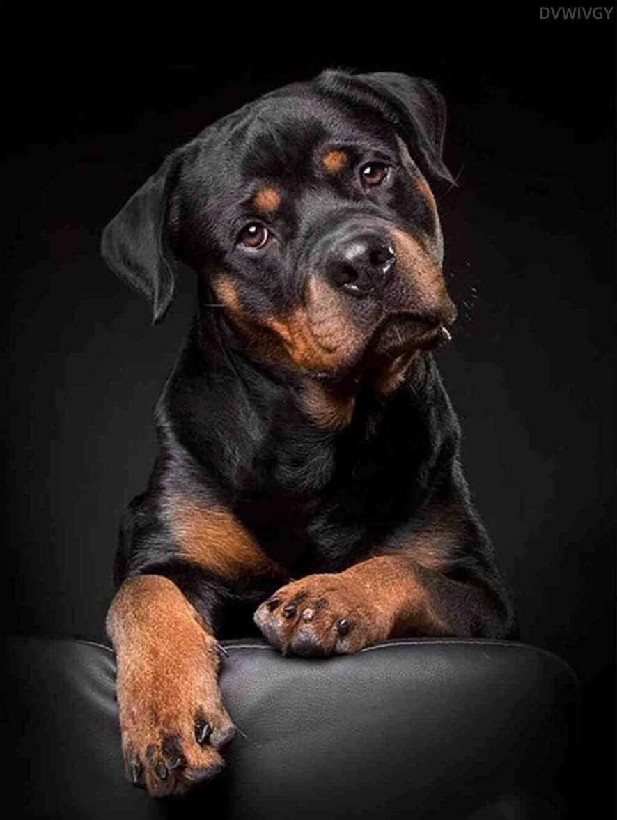 DVWIVGY DIY 5D Rottweiler Dog Diamond Painting Kits for Adults Full Round Drill Dog Diamond Art Painting Gem Art Craft for Home Wall Decor Gift 12 x 16 inch