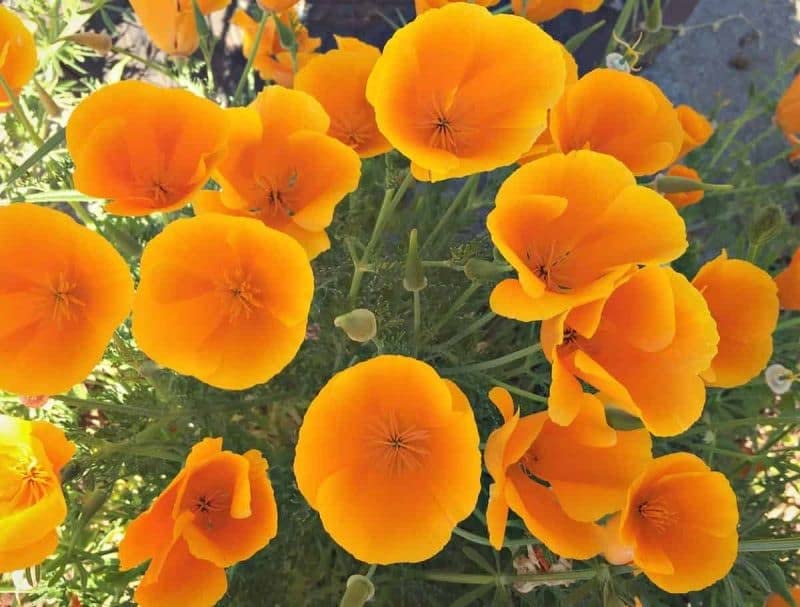 Golden Hills Farm Eschscholzia californica Orange California poppy flower 200-502 seeds (B0BPSZF9LR) Amazon Price History, Amazon Price Tracker