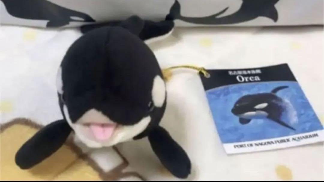 名古屋港水族館 飼育員監修シャチ リアルぬいぐるみ(タグ付き) 名古屋港水族館 飼育員監修シャチ リアルぬいぐるみ(タグ付き