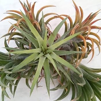 Amazon｜[タイ直輸入のエアプアンツ交配種]チランジア：Mayan