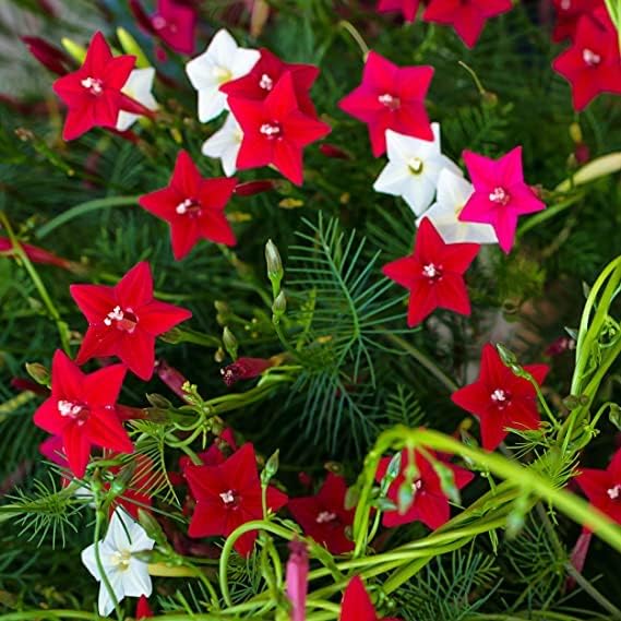 Floral Treasure Star Glory Flower Ipomoea quamoclit Cypress Vine Mixed Variety 10 Seeds for Growing (B0CW3SG8Q9) Amazon Price History, Amazon Price Tracker
