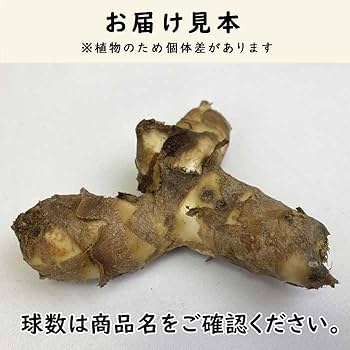 Amazon.co.jp: カンナ 球根 葉も楽しめるカンナ 【 ダーバン 】 1球 Amazon.co.jp: カンナ 球根 葉も楽しめるカンナ 【 ダーバン 】 1球