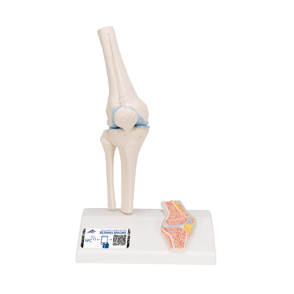 3B Scientific® Mini Articulation du Genou avec Coupe Transversale – Modèle Anatomique Humain Demi-Taille + Smart Anatomy App (Ga