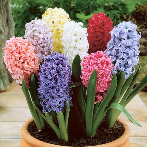 秋植え球根 ヒヤシンス 15球ミックス(4～5色見計らい） / 国華園 25年秋商品 ヒヤシンの球根のサムネイル