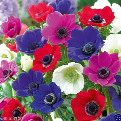 Mixed color anemone bulbs image