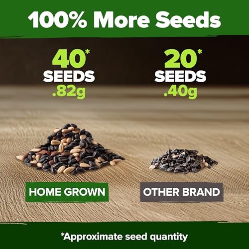 Image of HOME GROWN Autumn Beauty Sunflower Seeds to Plant 40 Heirloom Non-GMO Sunflower Seeds for Planting Blooms for Pollinator Support, and Ornamental Flower Garden (Helianthus annuus)