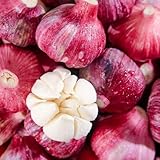 semillas de ajo para de jardín ajo de invierno, aromáticas, jardín el balcón 150pcs