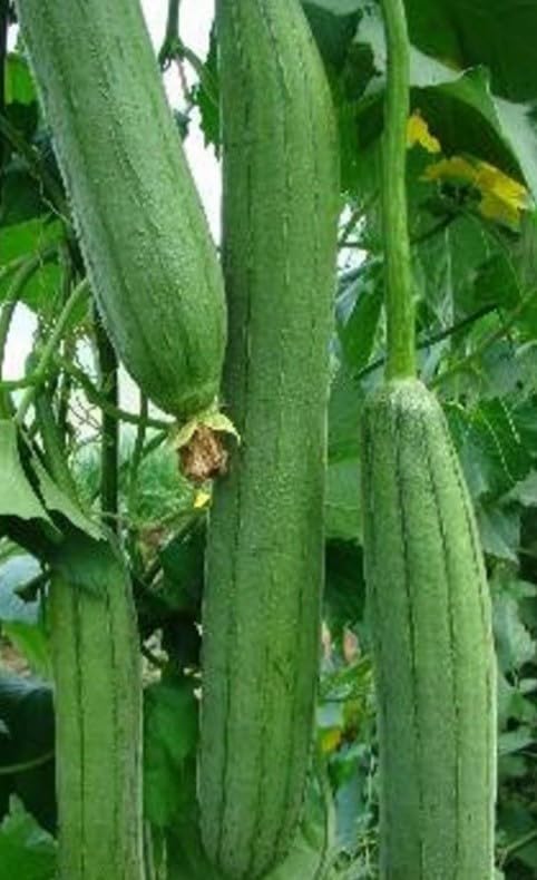 Willvine Smooth Luffa/sponge gourd Seeds-TKK-4Y-picture-11