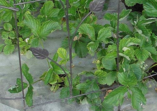Frost Protek Plant Covers - Non-Woven Netting For Freeze And Pest Protection - Polypropylene Mesh Cloth Wrap For Cold Winter Weather & Transitioning Plants - Outdoor Floating Row Blanket 5' X 10' #TOP7