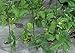 Frost Protek Floating Row Cover -5 feet by 10 feet –Garden Fabric for Plant Protection and Insulation