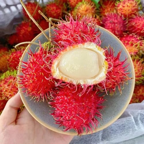 semillas de fruta de rambután - Maceta columnar para bonsái de frutas. semillas de frutas de plantas colgantes Comprar planta de interior de árboles frutales. Jardín interior de 25pcs