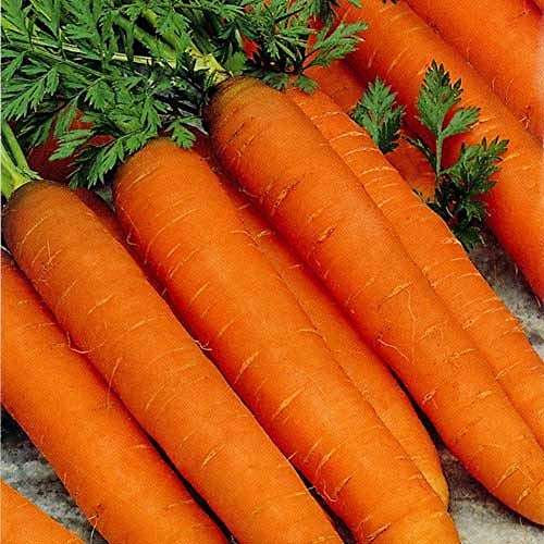 PREMIER SEEDS DIRECT - Resistafly F1 Carrot Seeds Approx 1300 Seeds