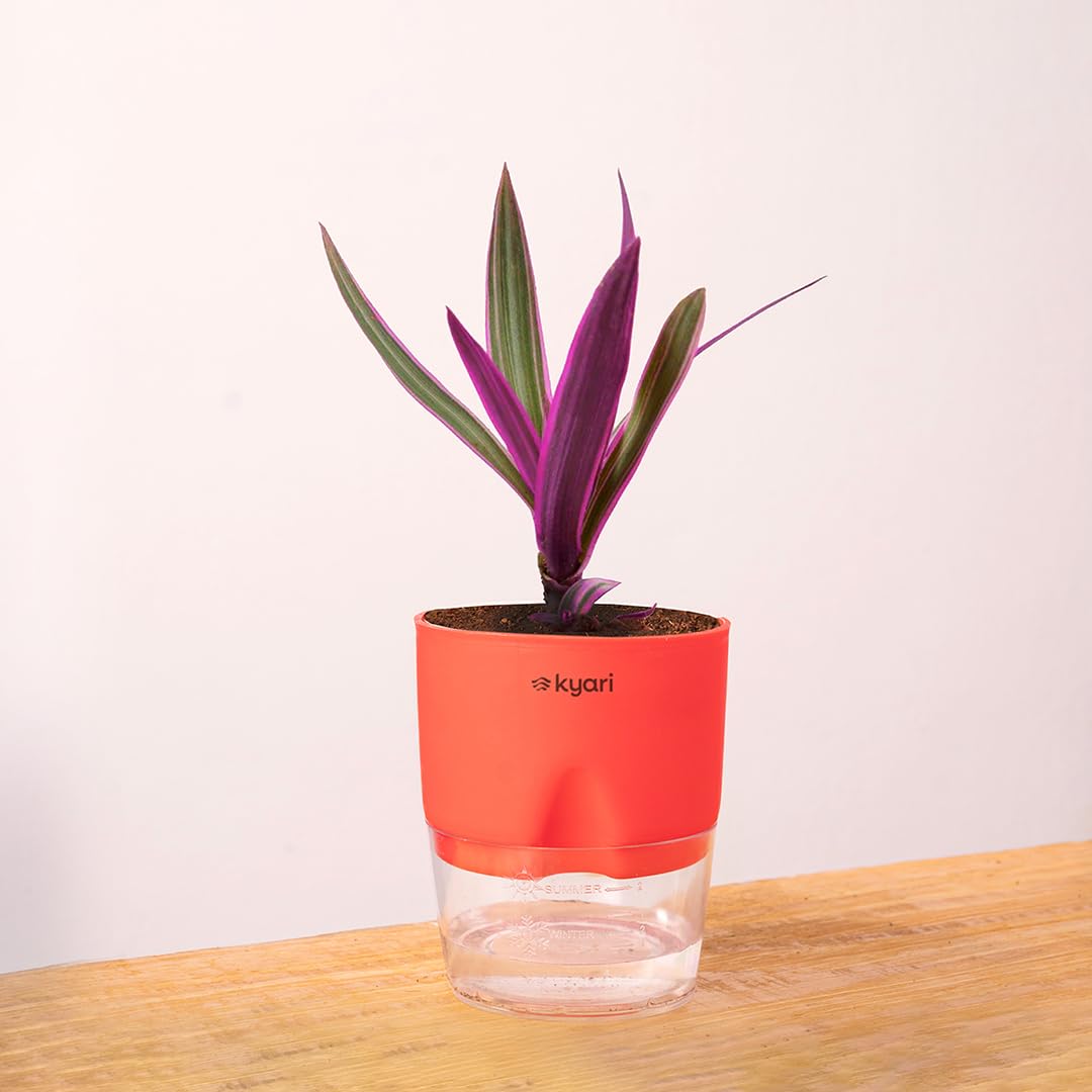 KYARI Rhoeo plant Indoor Plants for Living Room | Live Plants | Plants with Red Self Watering Pot for Home | Air purifier plants | Plants for Home Decor | Plants for Garden & bedroom (B0D5CQF9L7) Amazon Price History, Amazon Price Tracker