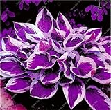 Unknown Kucus Seed 100 Pcs Mixed Hosta Seed Jardin Perennials Lily Flower Pot Seed White Lace DIY...
