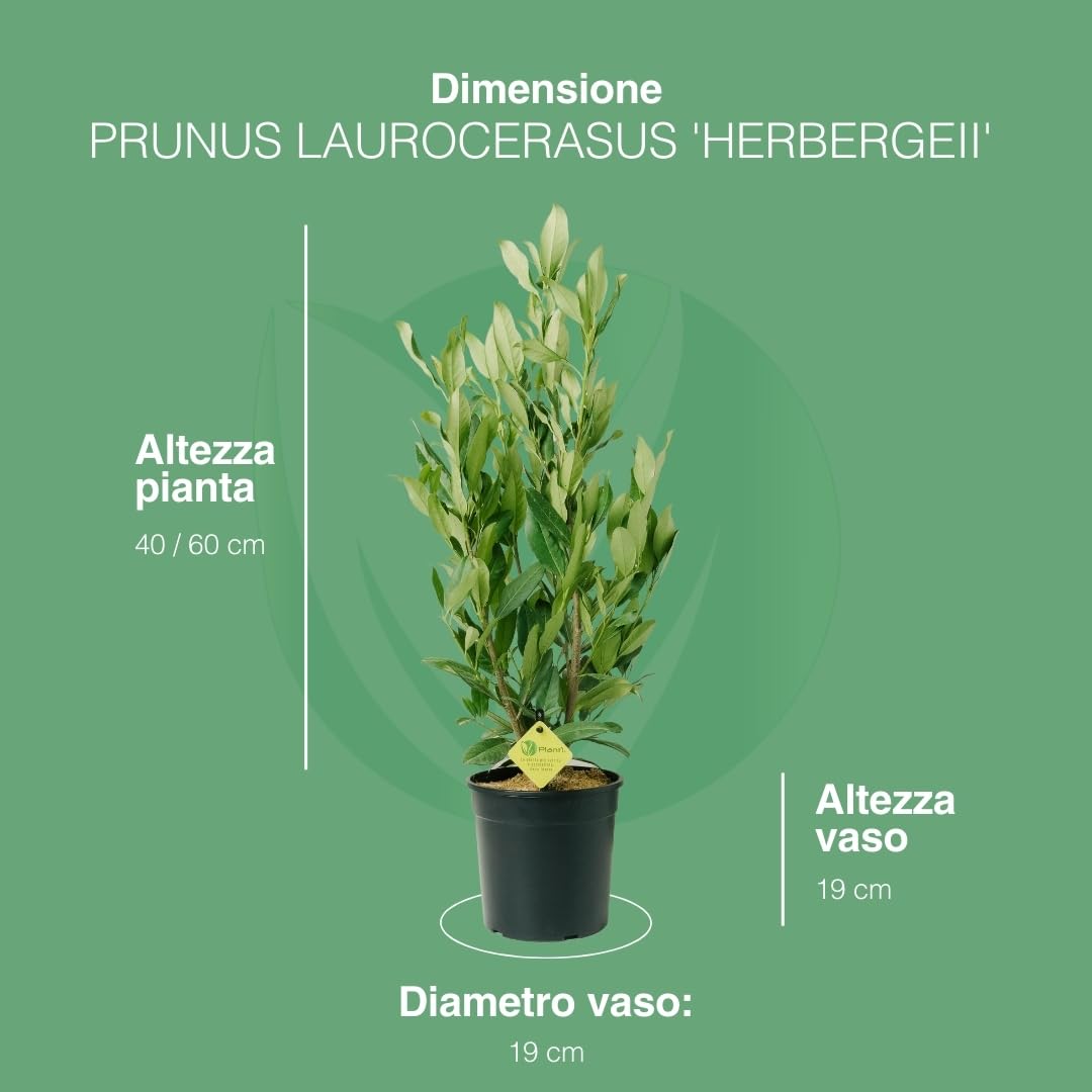 PRUNUS LAUROCERASUS (HERBERGII). Lauroceraso sempreverde, vaso da 19 cm. Piante vere per esterno con fogliame denso e lucido. 6 mesi di concimazione inclusi.