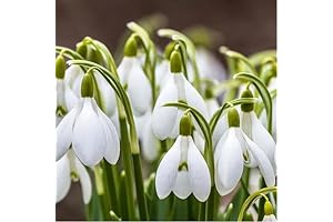 Snowdrops, Blooming Early Spring: QAUZUY GARDEN White Snowdrop Seeds