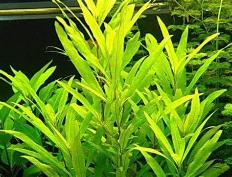 HYGROPHILA AUGUSTIFOLIA Tropical OXYGENATING Healthy Aquarium Plants Shrimp Safe (5)