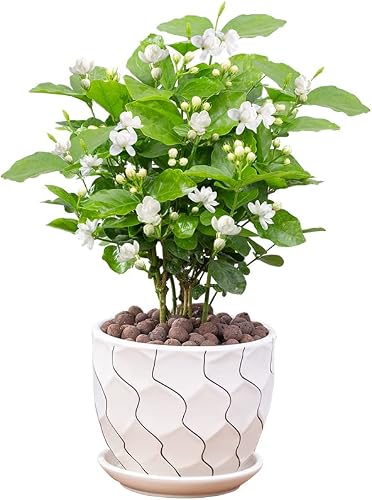 Jasmine Living Seedling Fragrant Plant Grown Green Tea Perennial Garden Indoor Bonsai Plant No Experience Required Easy to Grow (No Pot Include)
