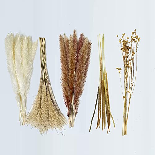 Ramo de 75 piezas de pasto pampas natural seco decorativo miniatura 6